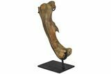 Fossil Pachycephalosaurus Femur - Montana #129308-1